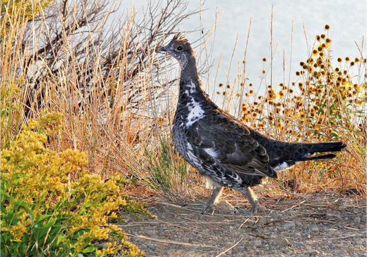 Grounded Grace Fine Art print captures a wild grouse standing poised and alert among dry grasses and golden light. 