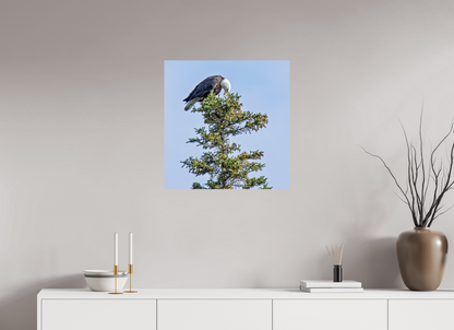 Silent Sentinel – Bald Eagle in Alaska’s Pines Nature Photography Print