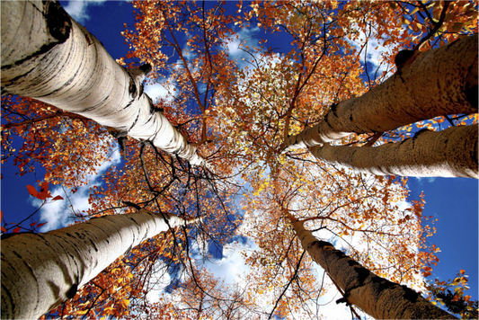 A nature photography print of autumn aspen trees with colorful leaves and white bark against a blue sky