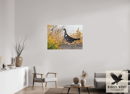 44.3 x 31″, Photo Print Under Acrylic Glass - ready to hang Grounded Grace - a Wild Grouse Nature Photography Print