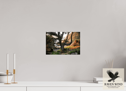 12 x 8″, Fine Art Print on Pearl Texture - unframed (email for frame options) Sunset Glow Fine Art Nature Photography Print