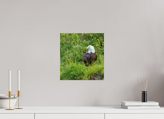 Grounded Majesty – Bald Eagle in Alaska’s Wilderness Nature Photography Print