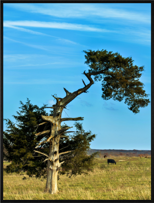 Main image Still Standing and Reaching for the Sky Nature Photography Print
