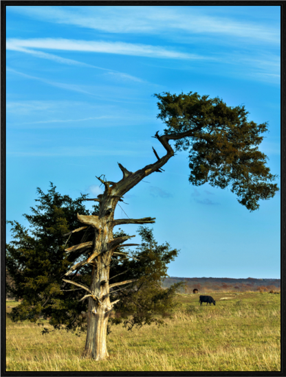 Main image Still Standing and Reaching for the Sky Nature Photography Print