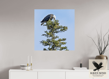 32 x 32.8″, Fine Art Print on Pearl Texture - unframed (email for frame options) Silent Sentinel - Bald Eagle in Alaska's Pines Nature Photography Print
