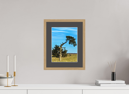 Still Standing – The Cedar That Reached for the Sky