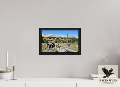 13.4 x 8″, Floater Frame -black oak frame - ready to hang Standing Bear Tree - Bear Lake, Colorado Nature Photography Print