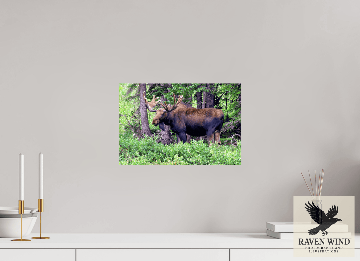 15 x 10″, Photo Print Under Acrylic Glass - ready to hang Watchful Moose Nature Photography Print