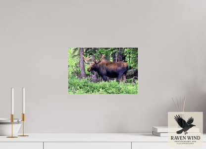 15 x 10″, Photo Print Under Acrylic Glass - ready to hang Watchful Moose Nature Photography Print