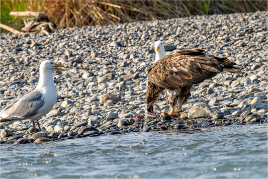 Nature photography print of a juvenile Bald eagle and seagulls on a rocky shoreline with water in the foreground