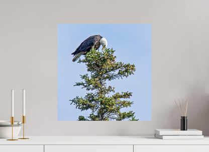Silent Sentinel – Bald Eagle in Alaska’s Pines Nature Photography Print
