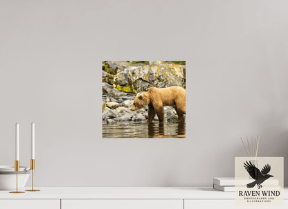 13 x 12″, Photo Print On Fuji Crystal DP II - unframed Looking for Dinner Nature Photography Print