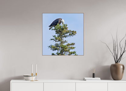 Silent Sentinel – Bald Eagle in Alaska’s Pines Nature Photography Print