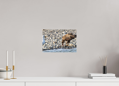 Mine? Mine? – Bald Eagle and Seagull Shoreline Standoff Nature Photography Print