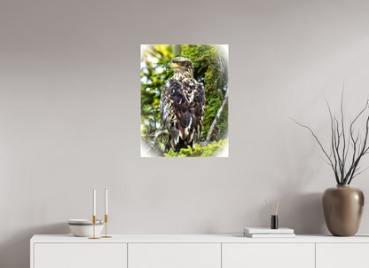 Forest Watch – Young Eagle Among the Pines Nature Photography Print