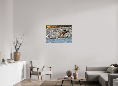Mine? Mine? – Bald Eagle and Seagull Shoreline Standoff Nature Photography Print