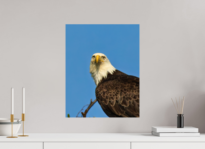Eyes of the Wild – Bald Eagle in Alaska’s Wilderness Nature Photography Print