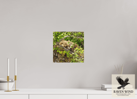 10 x 10″, ChromaLuxe HD Metal Print - ready to hang Hide and Peek Nature Photography Print