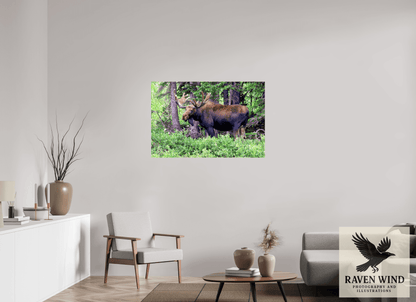 45 x 30″, Fine Art Print on Photo Rag Baryta - unframed (email for framing options) Watchful Moose Nature Photography Print