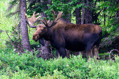 Watchful Moose - Fine Art Wildlife Print