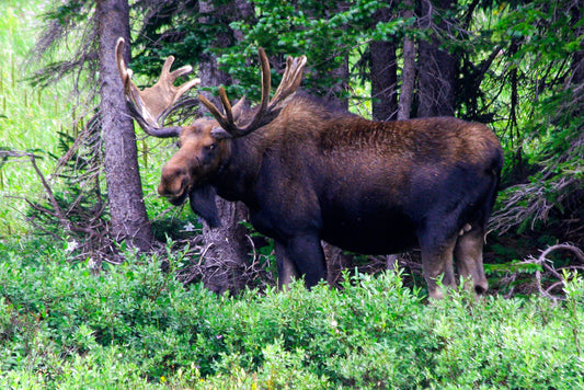 Watchful Moose - Fine Art Wildlife Print
