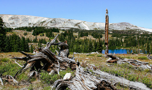 Standing Bear Tree – Bear Lake, Colorado