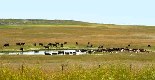 Gathering at Mule Creek