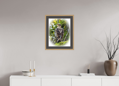 Forest Watch – Young Eagle Among the Pines Nature Photography Print