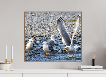 Wings in Motion – Seagulls on the Kasilof River, Alaska Nature Photography Print