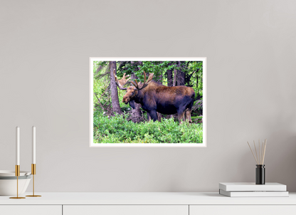 Watchful Moose - Fine Art Wildlife Print