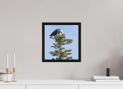 Silent Sentinel – Bald Eagle in Alaska’s Pines Nature Photography Print