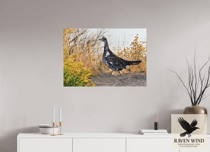 34.3 x 24″, ChromaLuxe HD Metal Print - ready to hang Grounded Grace - a Wild Grouse Nature Photography Print