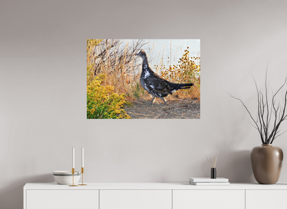 Grounded Grace – Fine Art Print of a Wild Grouse