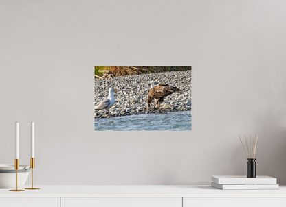 Mine? Mine? – Bald Eagle and Seagull Shoreline Standoff Nature Photography Print