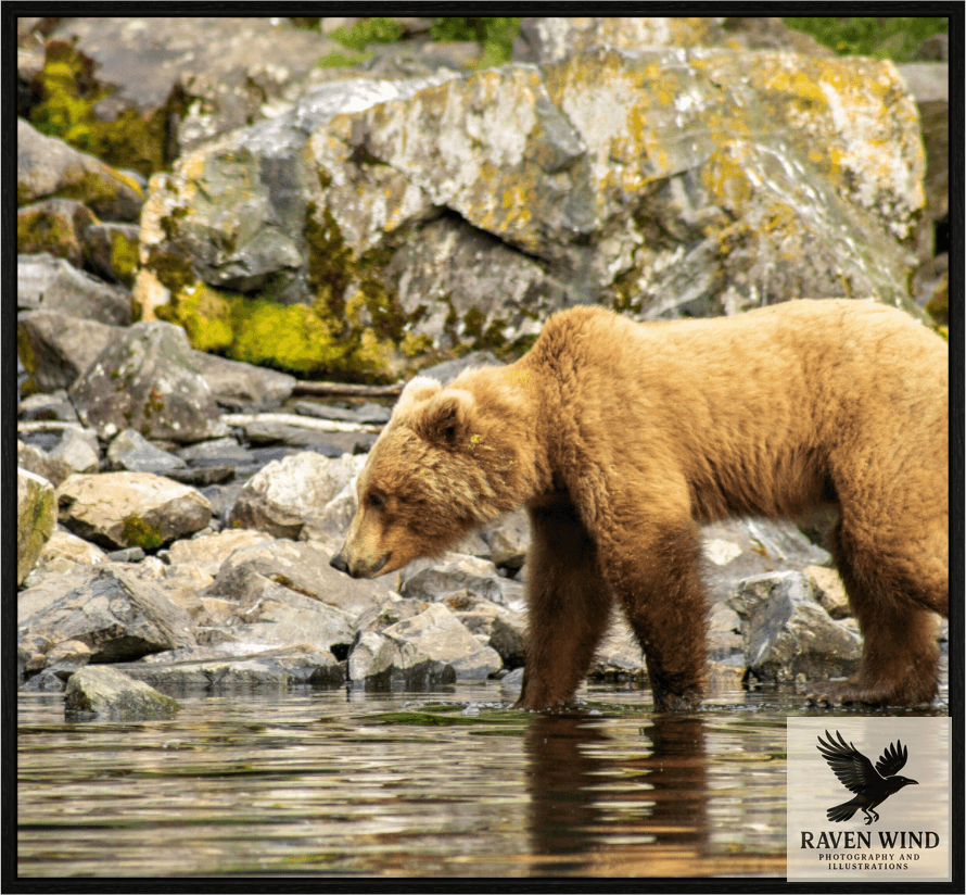 Nature photography print of a brown bear standing in water near rocks