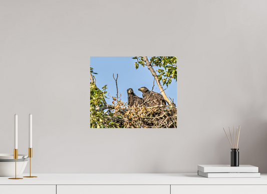 Nestmates – Young Eagles in a Woodland Home – Nature Photography Print