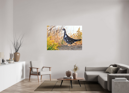 Grounded Grace – Fine Art Print of a Wild Grouse