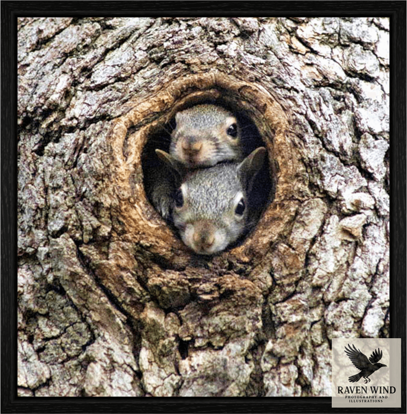 A nature photography print of two squirrels peeking out from a hole in a tree trunk.