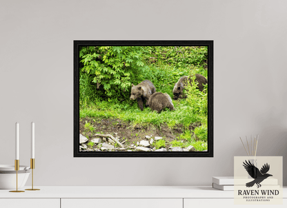 19.4 x 16″, Floater Frame - black oak frame - ready to hang Brown Bear Triplets Nature Photography Print