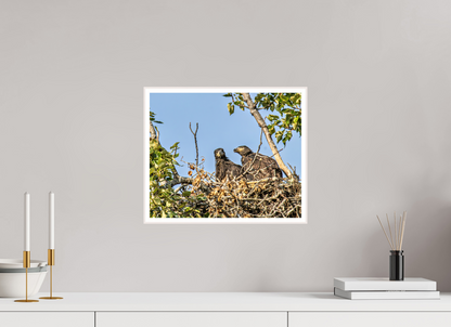 Nestmates – Young Eagles in a Woodland Home – Nature Photography Print