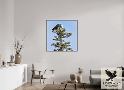 39 x 39.9″, Floater Frame - black oak frame - ready to hang Silent Sentinel - Bald Eagle in Alaska's Pines Nature Photography Print