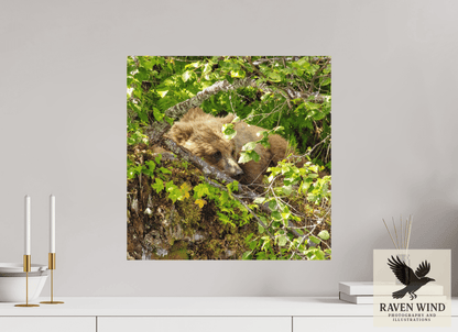 20 x 20″, Photo Print On Fuji Crystal DP II - unframed Hide and Peek Nature Photography Print