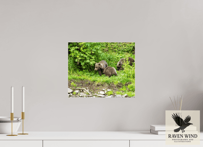 14.6 x 12″, Photo Print Under Acrylic Glass - ready to hang Brown Bear Triplets Nature Photography Print