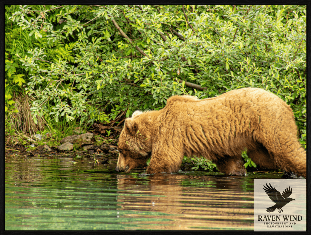 Nature photography print of a brown bear wading in the water and Big River Lake Alaska
