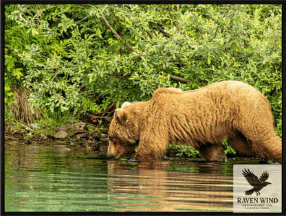 Nature photography print of a brown bear wading in the water and Big River Lake Alaska