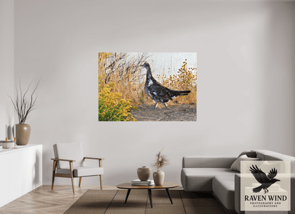 67.2 x 47″, Photo Print Under Acrylic Glass - ready to hang Grounded Grace - a Wild Grouse Nature Photography Print