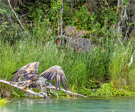 nature photography print of a juvenile bald eagle gliding low over the calm waters of Alaska’s Kasilof River. With wings fully extended and feathers catching the light,