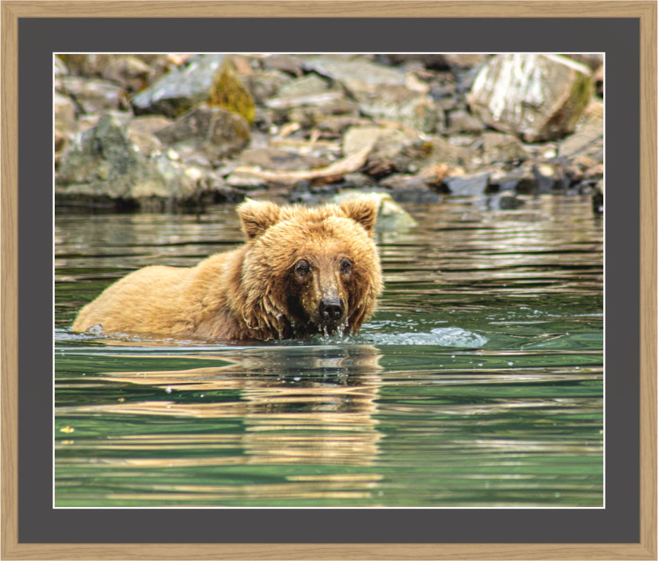 Wildlife photography print of a brown bear swimming in water with rocks in the background