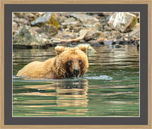 Wildlife photography print of a brown bear swimming in water with rocks in the background