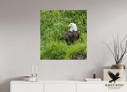 32 x 34.3″, Fine Art Print on Photo Rag Baryta - unframed (email for frame options) Grounded Majesty - Alaskan Bald Eagle Nature Photography Print